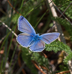 Polyommatus icarus