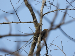 Ampeliceps coronatus