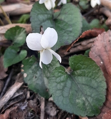Viola alba