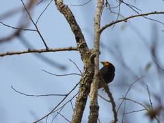 Ampeliceps coronatus