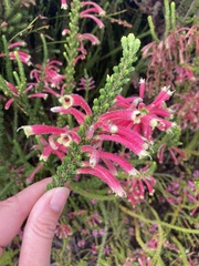 Erica densifolia