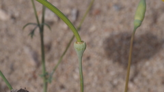 Eschscholzia papastillii