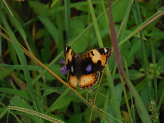 Junonia hierta cebrene