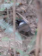 Pterorhinus chinensis