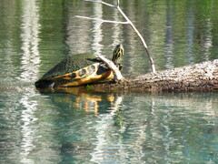 Pseudemys concinna suwanniensis