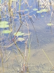 Micropterus floridanus