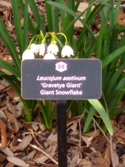 Leucojum