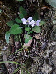 Viola diffusa