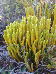Phlegmariurus