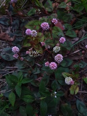 Persicaria capitata