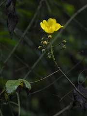 Cochlospermum
