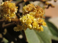 Ocotea pedicellata