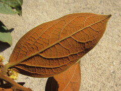 Ocotea pedicellata