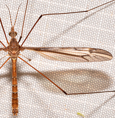 Tipula eluta