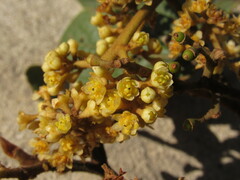 Ocotea pedicellata