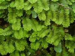 Gongylanthus ericetorum
