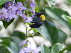 Xylocopa aestuans