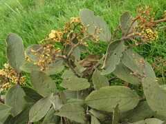 Ocotea pedicellata