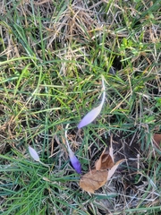 Crocus tommasinianus