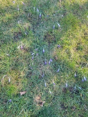 Crocus tommasinianus