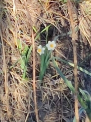 Narcissus tazetta