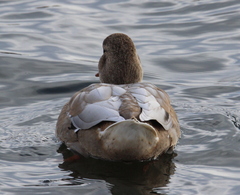 Anas platyrhynchos domesticus
