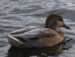 Anas platyrhynchos domesticus