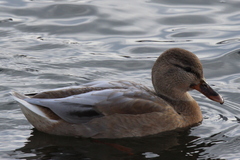 Anas platyrhynchos domesticus