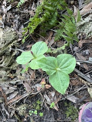 Trillium