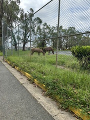 Equus caballus