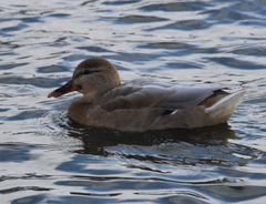 Anas platyrhynchos domesticus