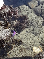 Flabellinopsis iodinea