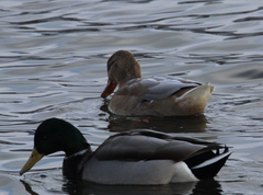 Anas platyrhynchos domesticus