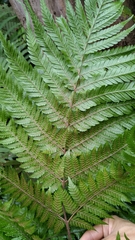 Ctenitis subglandulosa