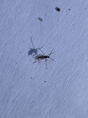Sciaroidea
