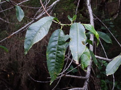 Prunus lusitanica