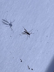 Sciaroidea