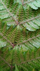 Ctenitis subglandulosa