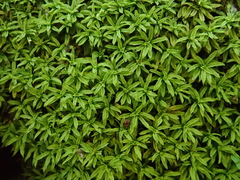Trichostomum brachydontium