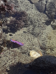 Flabellinopsis iodinea