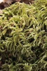Eurhynchium