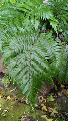 Ctenitis subglandulosa