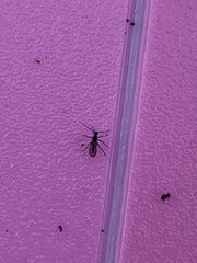 Sciaroidea