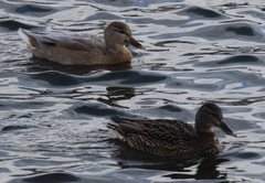 Anas platyrhynchos domesticus