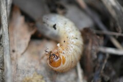 Oryctes nasicornis