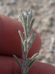 Logfia filaginoides