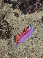 Flabellinopsis iodinea