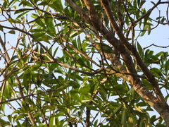 Psilopogon duvaucelii