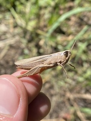 Amblytropidia australis
