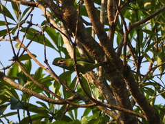 Psilopogon duvaucelii